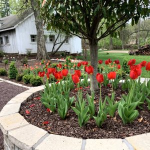 Landscaping - Side Garden 3